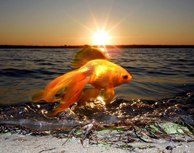 Золотая рыбка в вашей жизни